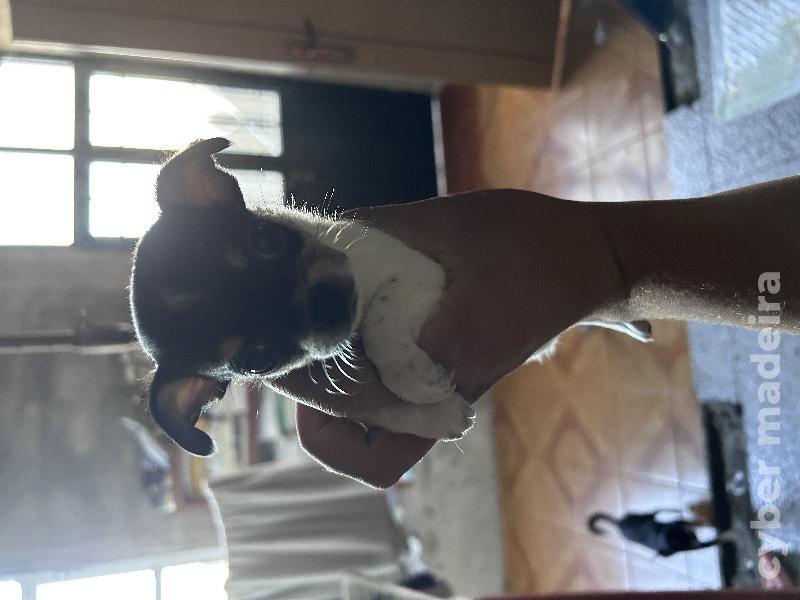 Vendo chihuahua fêmea com dois meses Chihuahua