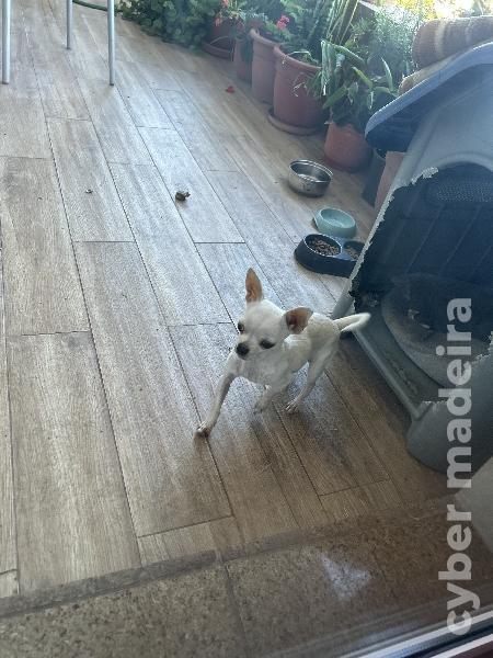 Vendo chihuahua fêmea com dois meses Chihuahua