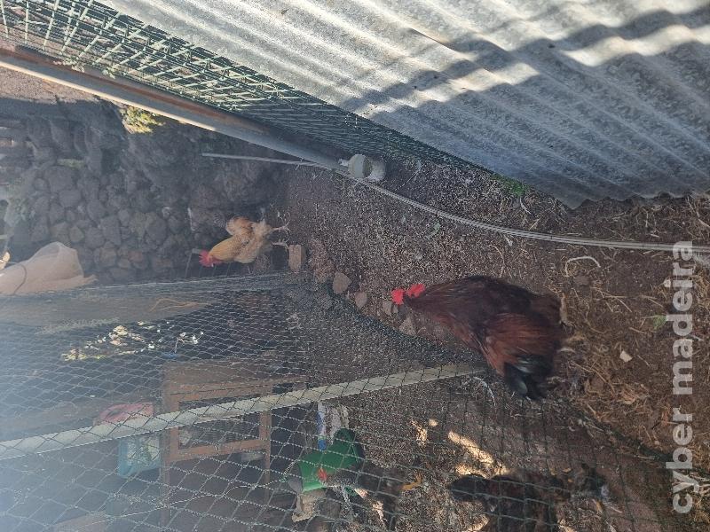 Vendo galos