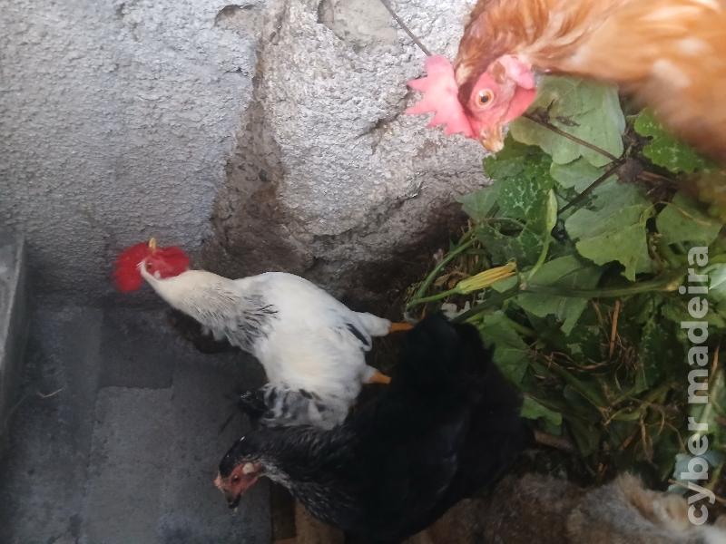Vendo galos e poeideiras