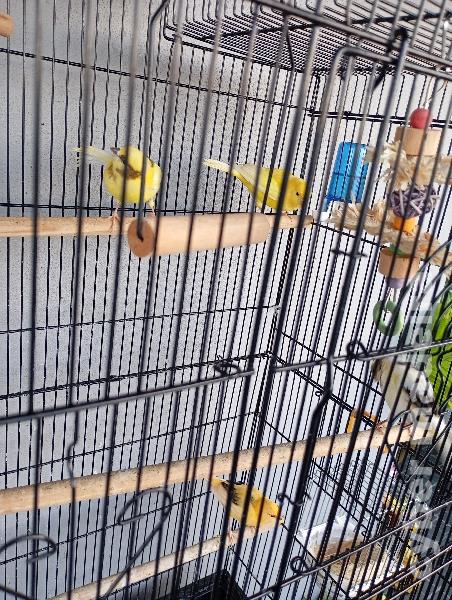 Gaiola grande ofereço canários