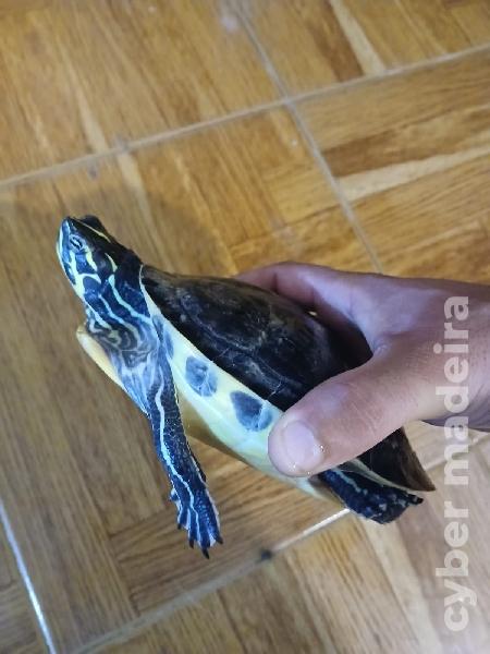 Vendo melhor oferta