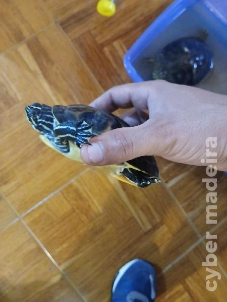 Vendo melhor oferta