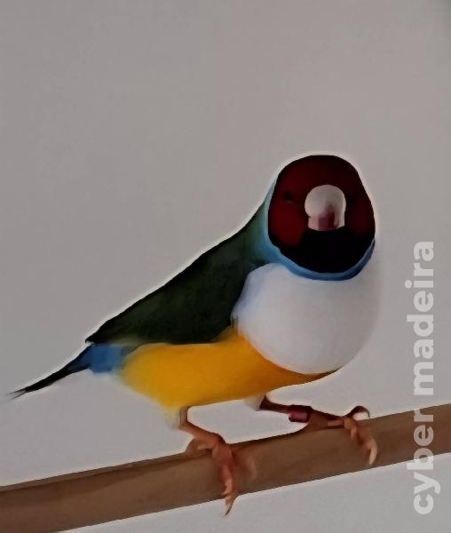 Diamante de Gould para ceder