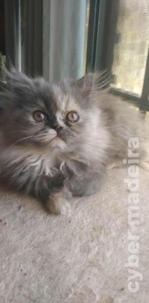 Gata persa . Informações 925854457 Persa