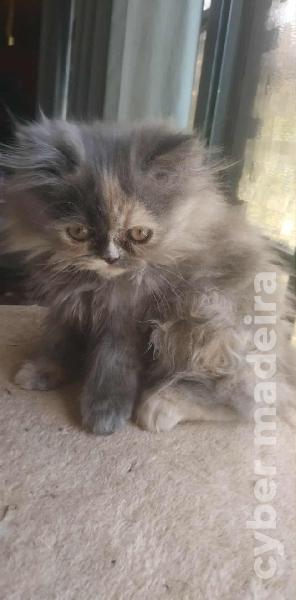Gata persa . Informações 925854457 Persa