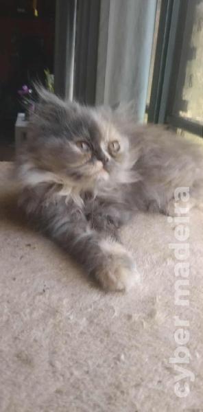 Gata persa . Informações 925854457 Persa