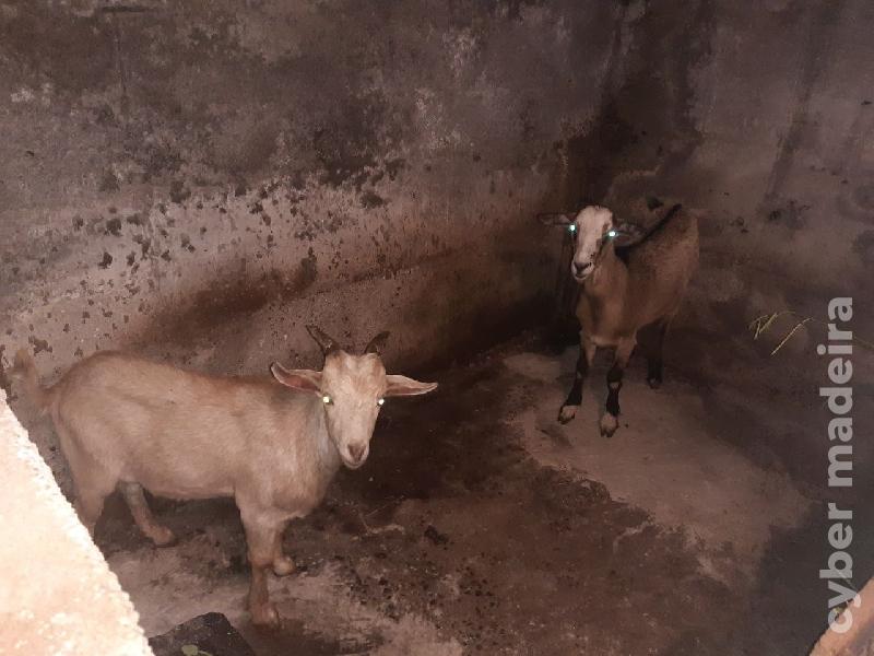 Casal cabras