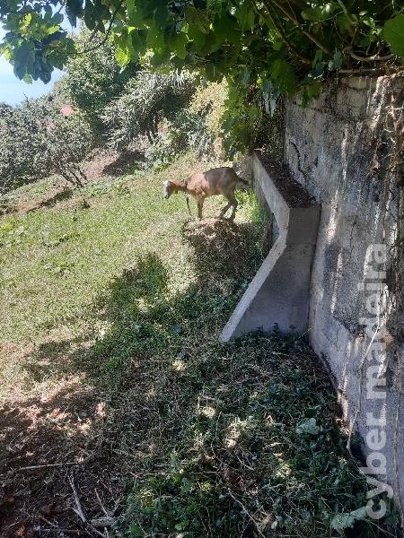 Casal cabras