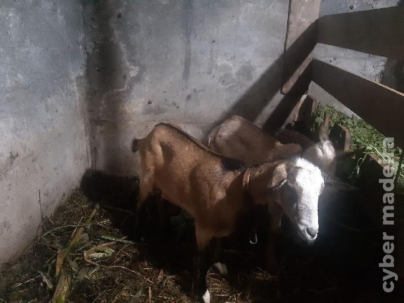 Casal cabras grandes