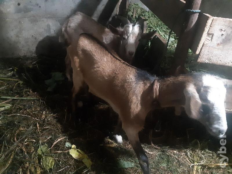 Casal cabras grandes