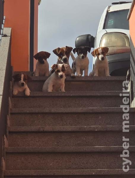 Ninhada Jack Russel Terrier Outros