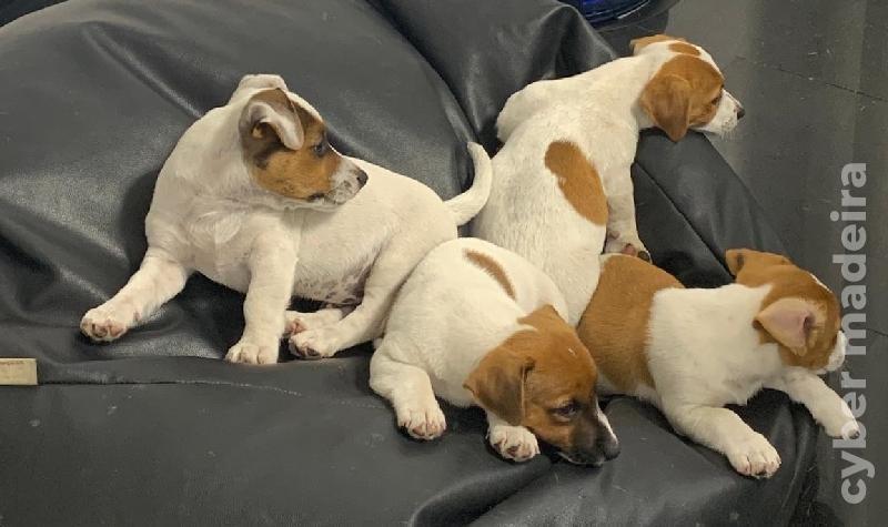Ninhada Jack Russel Terrier Outros