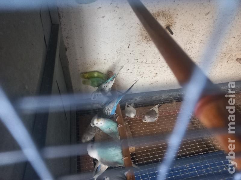 Vários pássaros disponíveis Mandarim