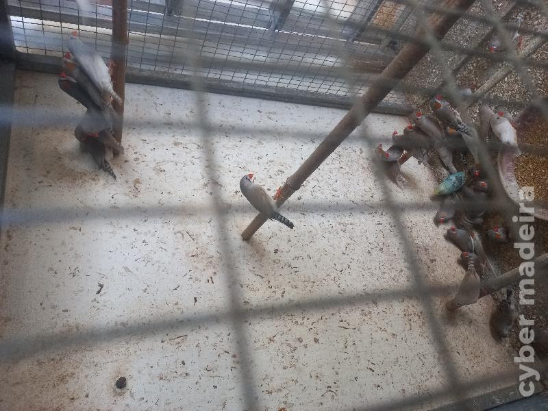 Vários pássaros disponíveis Mandarim