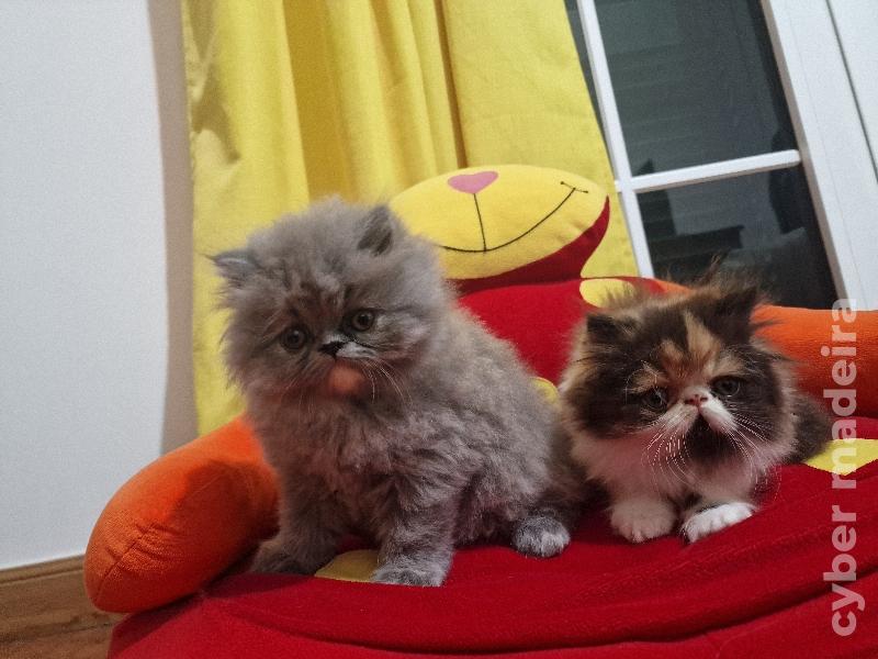 Gatinhos Persa