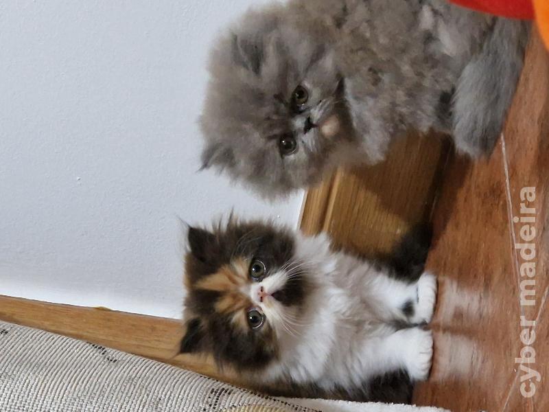 Gatinhos Persa
