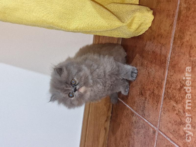 Gatinhos Persa