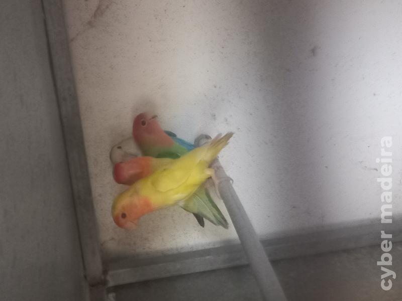 Periquitos manderins Periquito