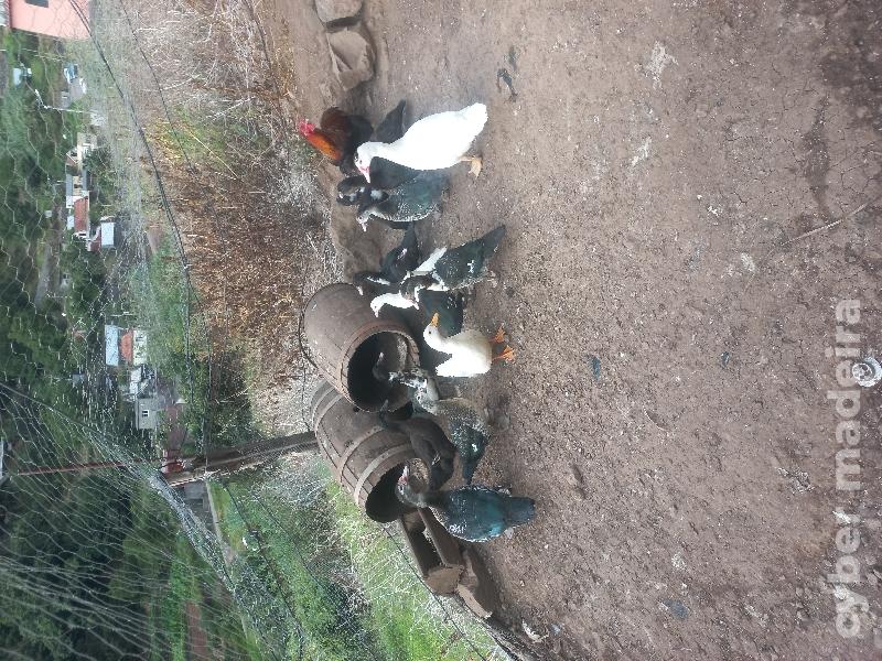 Patos galinhas galos