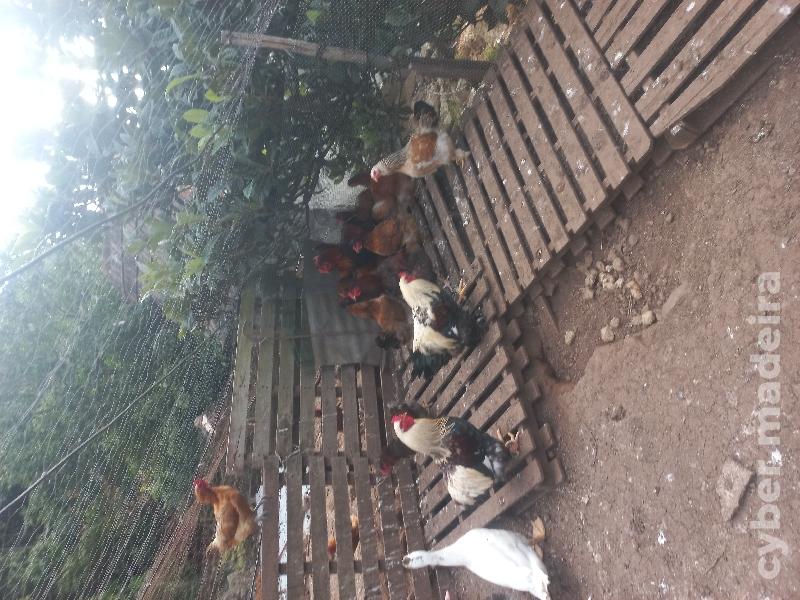 Patos galinhas galos