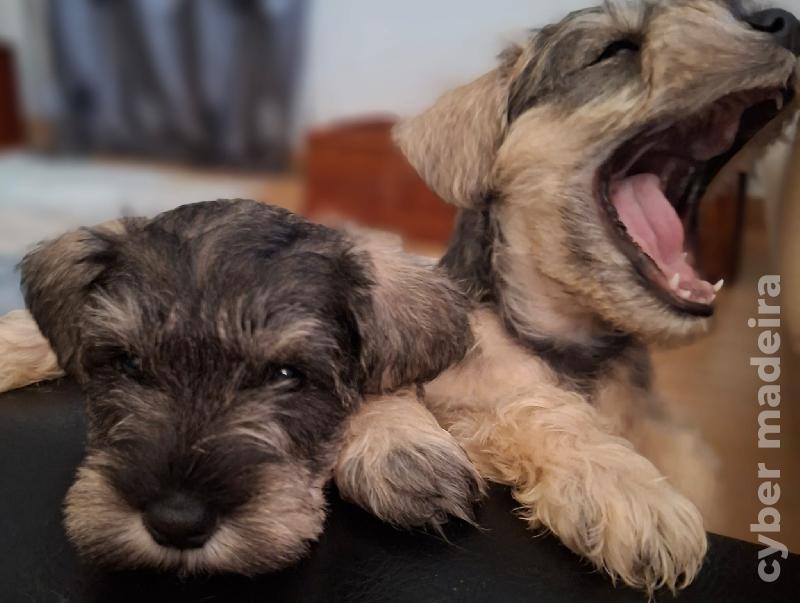 Vendo schnauzer miniatura Outros