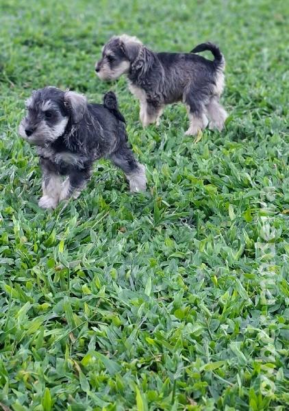 Vendo schnauzer miniatura Outros