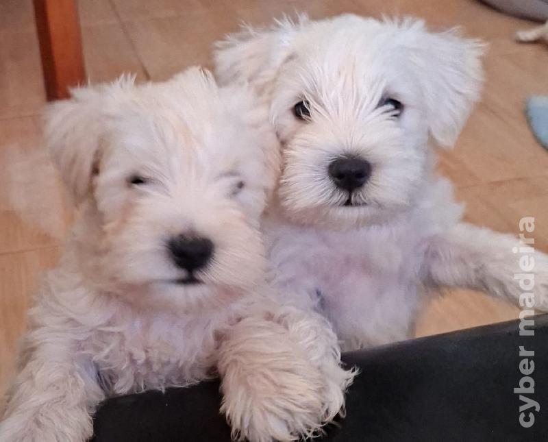 Vendo schnauzer miniatura Outros
