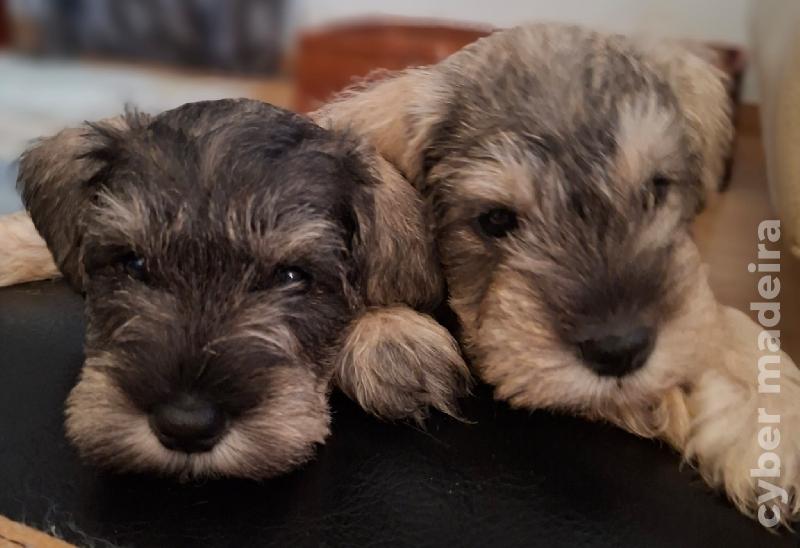 Vendo schnauzer miniatura Outros