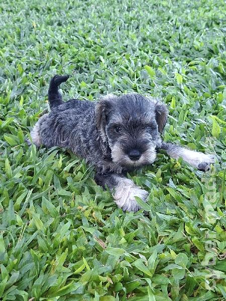 Vendo schnauzer miniatura Outros