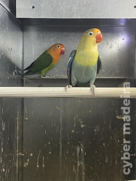 Casal 1: Agapornis Fischeris