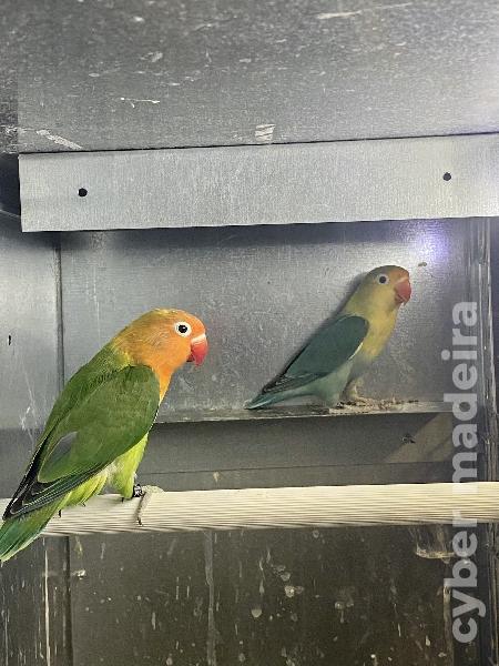 Casal 1: Agapornis Fischeris