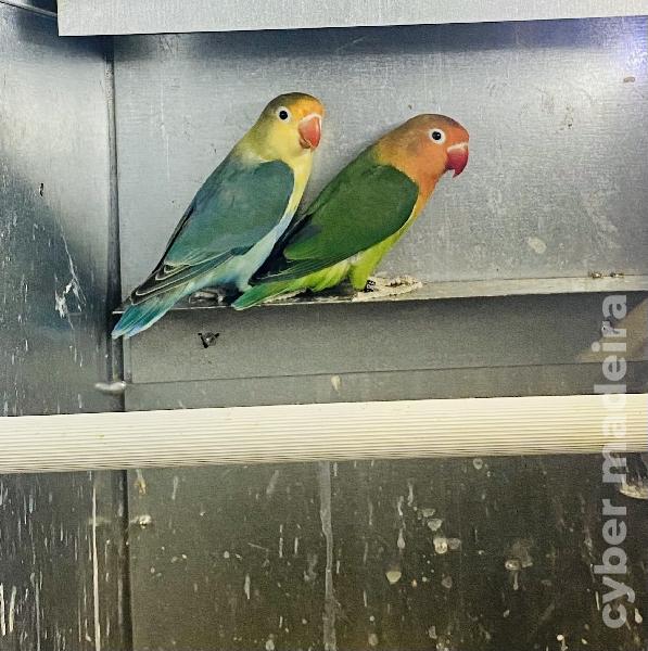 Casal 1: Agapornis Fischeris