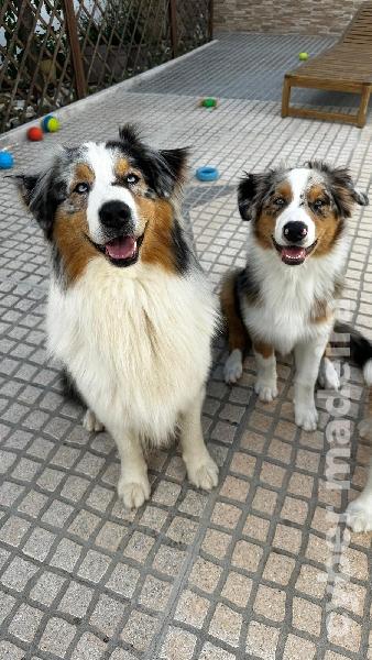 Cachorros pastor australiano Outros