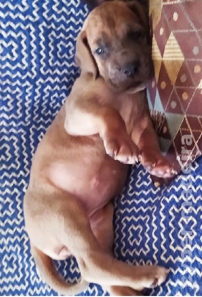 Cachorros Dogue alemão Dogue Alemão