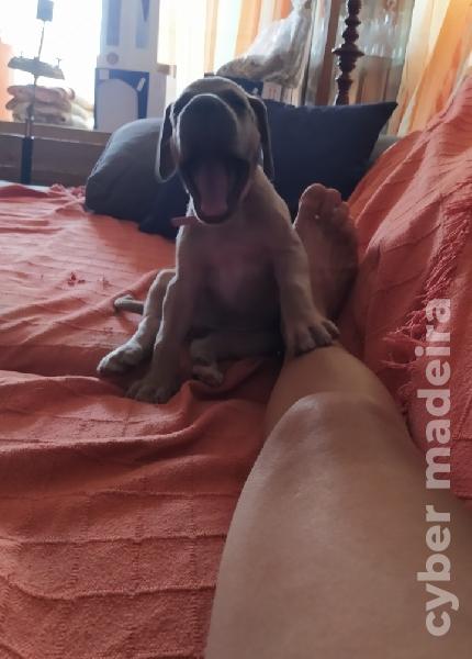 Cachorros Dogue alemão Dogue Alemão