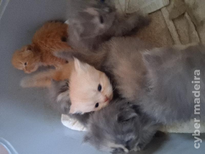 Gatinhos Persa