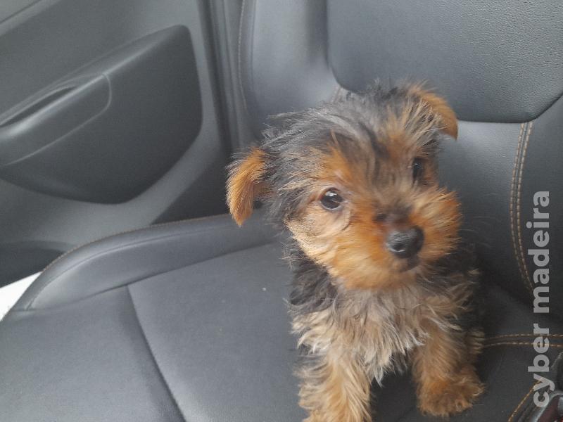 Yorkshire disponíveis Yorkshire