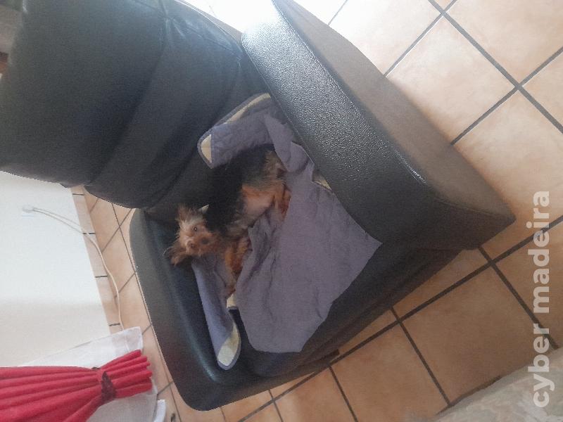 Yorkshire disponíveis Yorkshire