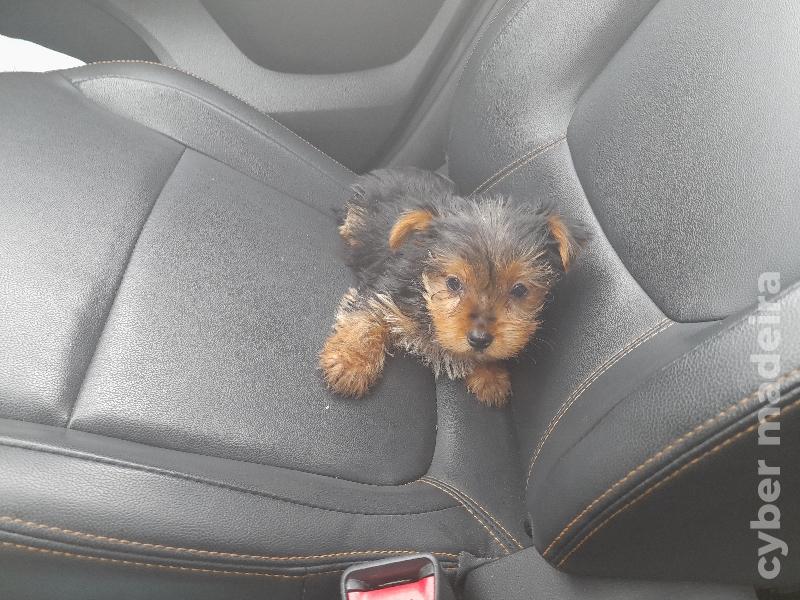 Yorkshire disponíveis Yorkshire