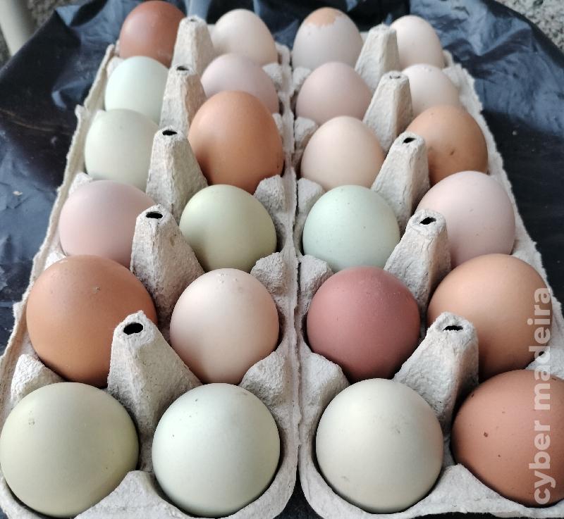 Ovos caseiros