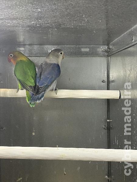 Casal 2: Agapornis Fischeris