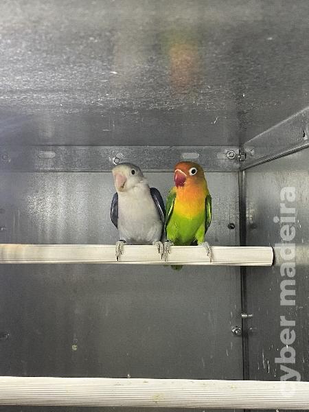 Casal 2: Agapornis Fischeris