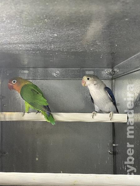 Casal 2: Agapornis Fischeris