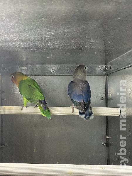 Casal 2: Agapornis Fischeris