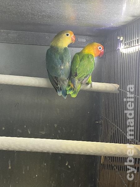 Casal 3: Agapornis Fischeris