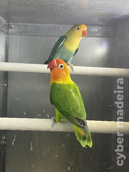 Casal 3: Agapornis Fischeris