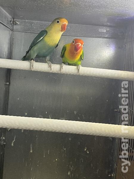 Casal 3: Agapornis Fischeris