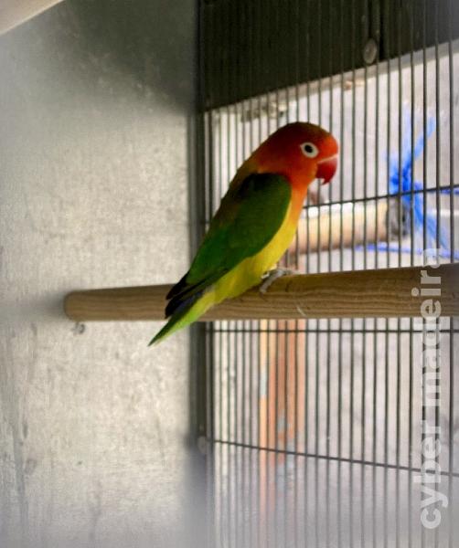 Machos agapornis fichers