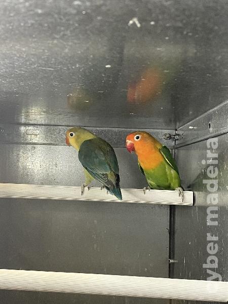 Machos agapornis fichers